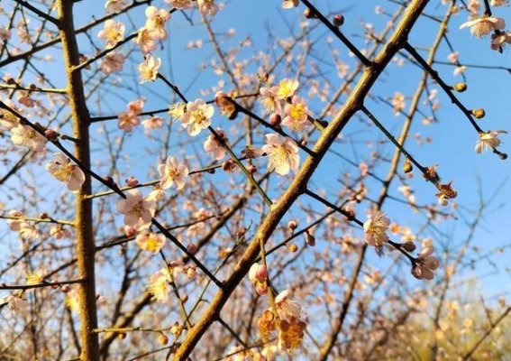 福州梅花盛开，冬日温暖下的花海奇观