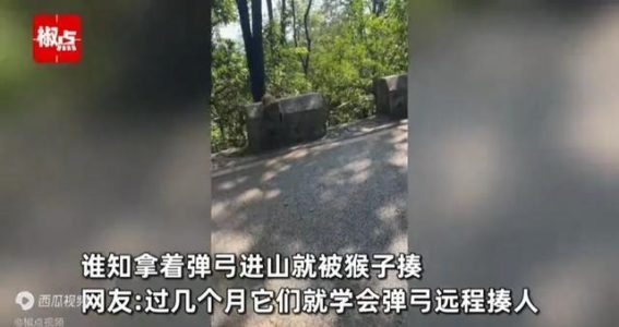 勇者无畏？黔灵山猴子的“惊喜”