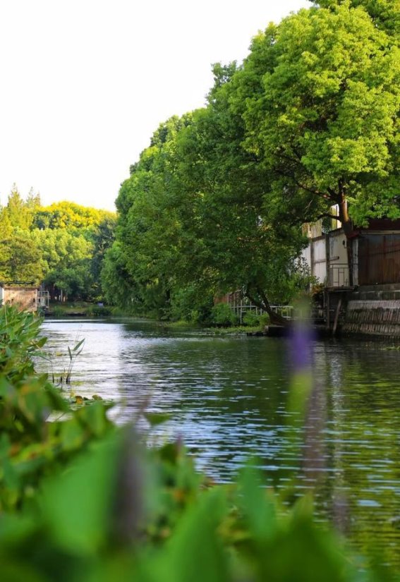 长宁西部的静谧之美：探访野奴泾港