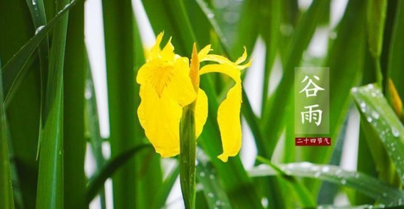谷雨时节的传统习俗与文化韵味