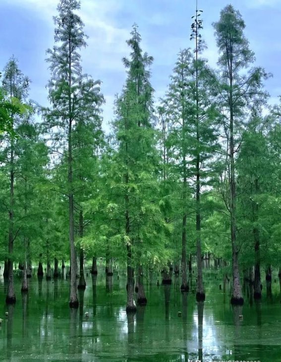 探索春日魅力，成都白鹭湾湿地公园的鸢尾花海与水杉林之美