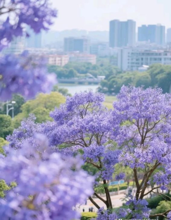 广州蓝花楹春日打卡：2025年五大最美观赏地推荐