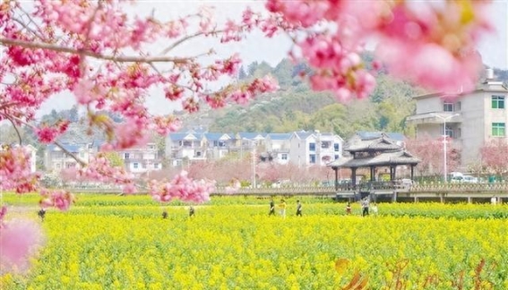 春风拂面，樱花盛开——坪盘村的春日浪漫