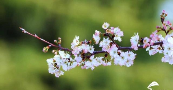 东平湖畔的春光与梦想交织