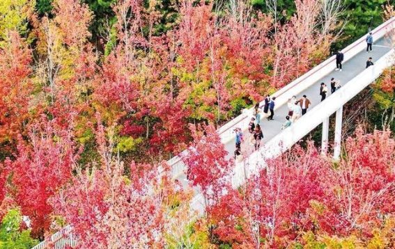 秋日枫林如火，绘就自然美景