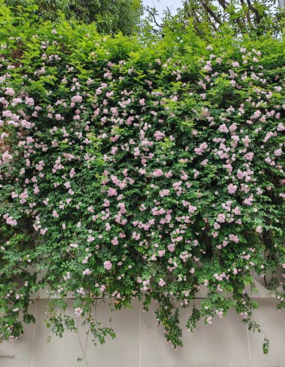 贵阳7大蔷薇花赏花胜地，早夏浪漫等你来邂逅