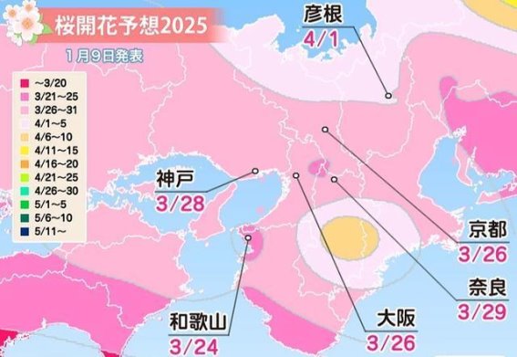 2025年日本樱花季预测：从开花日到最佳观赏地点，全面指南