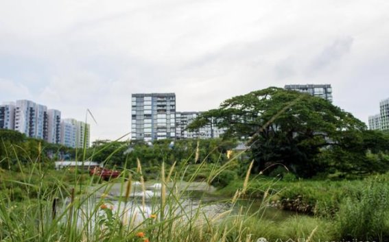 李显龙摄影镜头下的“天使之地”：昔日墓园的华丽转身