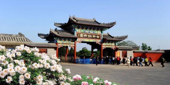 菏泽牡丹：走进国色天香的盛宴