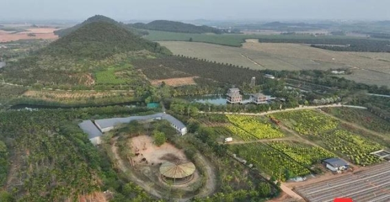 昌江春日木棉花开，带动乡村旅游经济新篇章