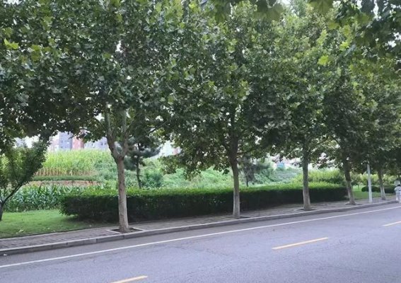 绿意行动：石大绿色发展队探索城市绿植在低碳发展中的独特作用