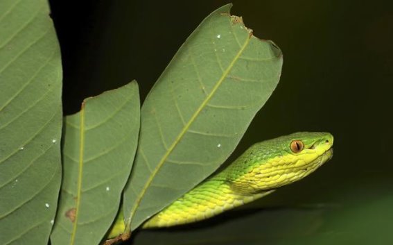 4至10月是毒蛇咬伤高发期 被咬后如何科学延缓毒素扩散