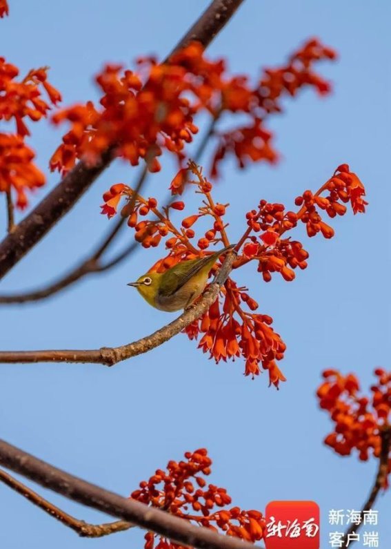 海南的夏天，甜美与活力交织的季节