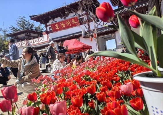 春日盛放，红叶谷郁金香花海邀您共赏