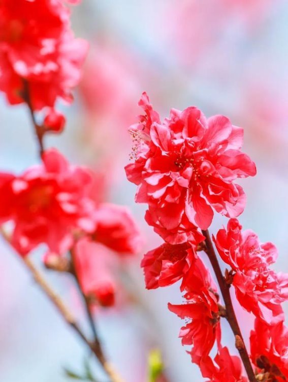 梅州春花：踏青寻香，春意盎然