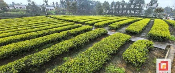 春雨润茶园 游客抢鲜品茶享春光