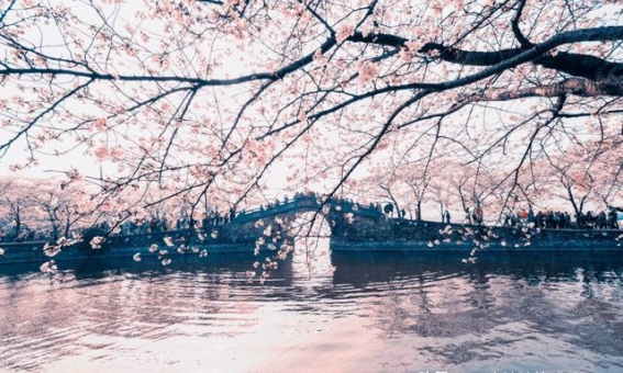 三月春日限定：跟随这份旅行清单，享受人间仙境