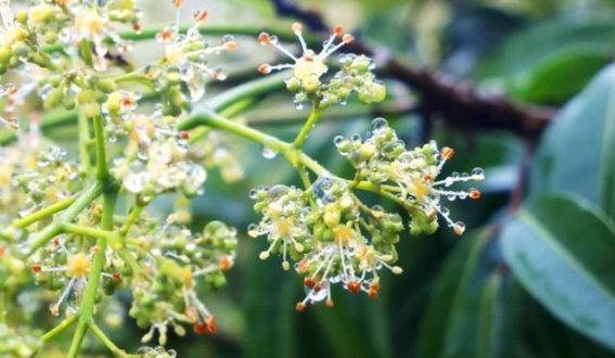 春光无限，荔枝花海邀你共赏