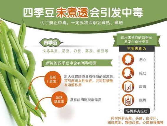 四季豆含有安全隐患？专家教你如何正确烹饪保障健康