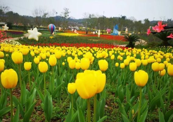 银城花海3.8女神节：与花共舞，畅享春日狂欢