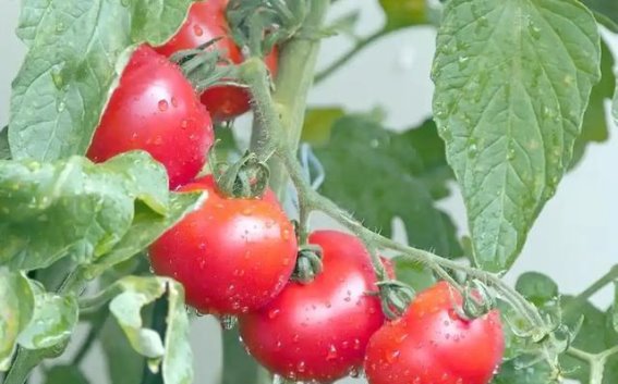 60岁农家大娘坚持每天吃一个西红柿，四个月后身体发生了什么变化？