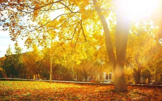 秋日暖意：在不冷的季节中品味生活