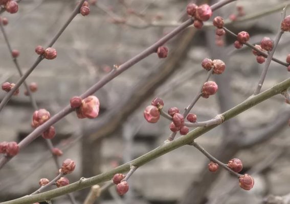 北京公园赏梅：蜡梅绽放的春日气息