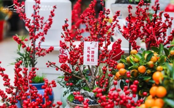 走进苏南花卉中心，感受新春花市的热闹与魅力