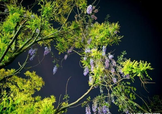 夜色沉香中的紫藤瀑布