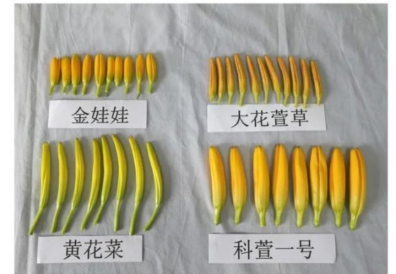 小心！黄花菜虽美味，但“新鲜”可能藏毒