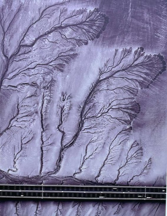 海宁黄湾钱塘江潮汐树最佳拍摄点全解析