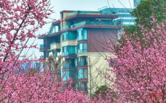 雅安春日花开，芬芳满城