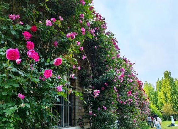 石家庄月季花盛开，带你探访最美花海