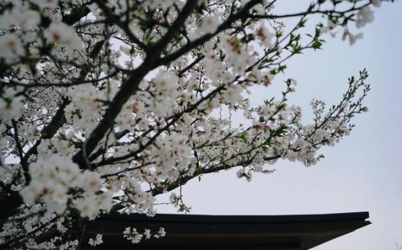 黄陂区樱花经济的全域崛起