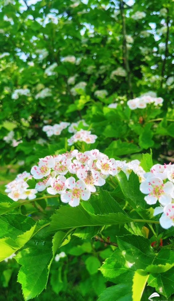 暮春东平稻屯洼山楂花盛开，湿地如梦如幻