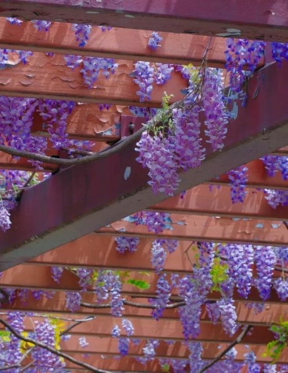 春日梦境中的紫色篇章：探访闵行古藤园的五百年紫藤传奇