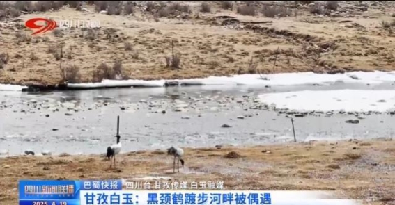 甘孜白玉湿地生态恢复 见证黑颈鹤归来
