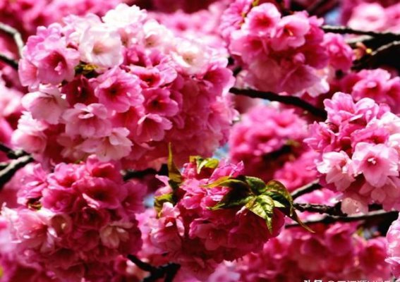 金麟湾爱情小镇：樱花芬芳，春光美好