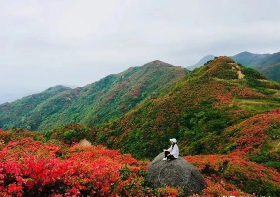 铜鼓七星岭杜鹃花海倒计时，春日之约即将开启