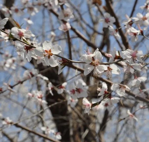 昌平崔村桃花海四条徒步路线全攻略，春天里最美的山花