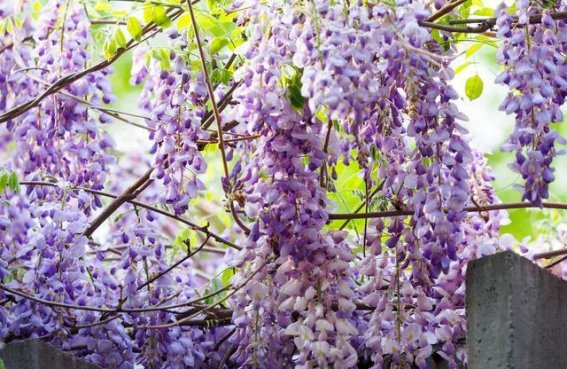 春日绮梦，紫藤花开满城雅韵