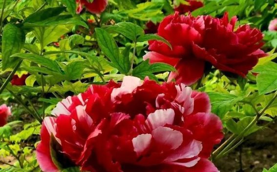 国色天香——牡丹的美丽与文化传承