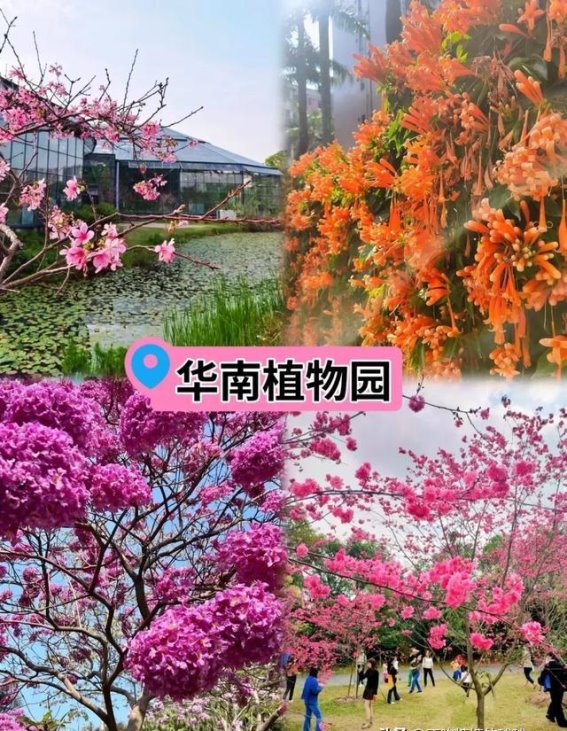 广州春日樱花观赏全攻略！这7个赏樱地错过可惜一年