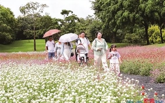 秋日花海中的千日红梦幻回归