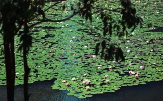 花开如画，贵阳湿地睡莲正当时
