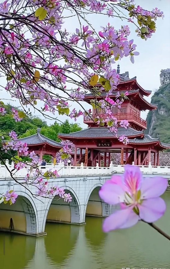 广西春日的紫荆花海，与你的樱花梦不期而遇