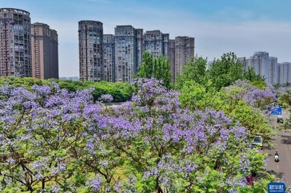 蓝花楹绽放定格成都初夏浪漫