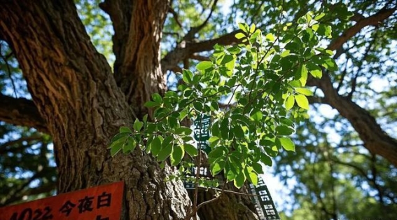 像树一样活着：在当下与未来之间找到平衡