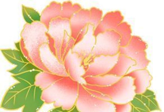 洛阳牡丹盛开季：各大园区花情一览