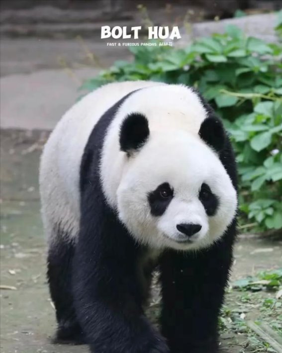 小白天：竹林中的治愈天使